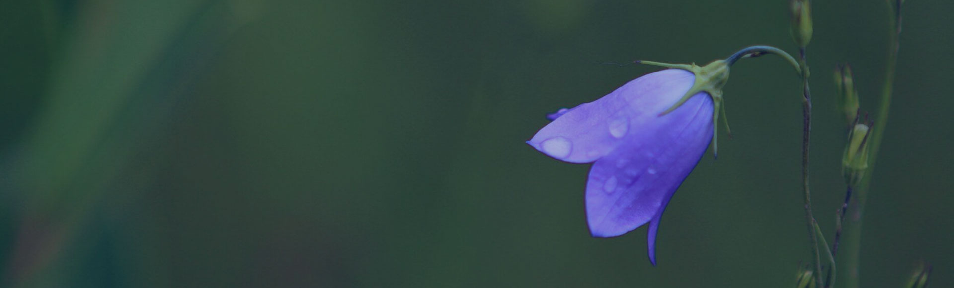 Purple Flower with Green Background