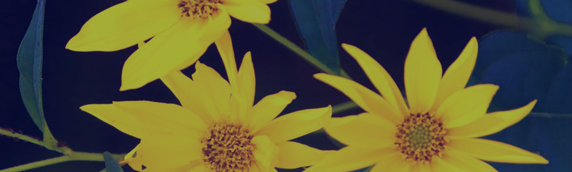 Yellow Flowers